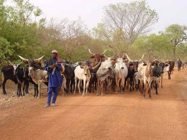 Un troupeau de boeufs des Peulhs venu transhumance du Niger au Burkina Faso | Archives : Googol Farmers