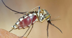 Santé : Vous « attirez » les moustiques plus que les autres? Voici pourquoi…