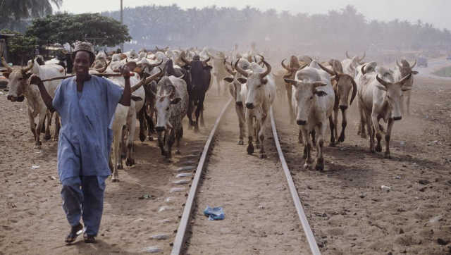 Togo Fin De La Transhumance 2016 Depuis Le 15 Mai Mais Les Bouviers Togo Fin De La Transhumance 2016 Depuis Le 15 Mai Mais Les Bouviers