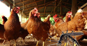 L’odeur du poulet pour combattre le paludisme?