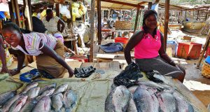 Les tilapias, menacés par un virus mortel. Selon la FAO.