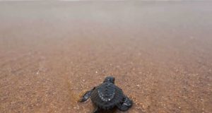 Madagascar : 8 enfants meurent après avoir mangé une tortue marine