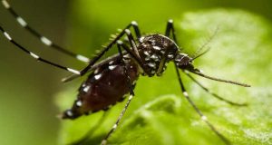 Ghana : Des moustiques « intelligents » qui résistent aux insecticides