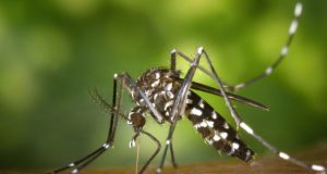 Burkina Faso, Lutte contre le Paludisme : Controverse autour de Moustiques OGM de « Target Malaria »