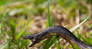 Afrique : Le casse-tête des Morsures de Serpents venimeux