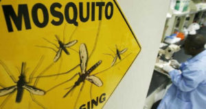 Lutte contre le Paludisme : L’OMS avoue être encore loin de l’éradication malaria paludisme