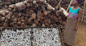 Togo / Grand Reportage : Au cœur du Ghetto, les Femmes Transformatrices de Poissons Luttent pour leur Survie