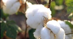 Togo, Marchés publics à la NSCT : 3 recours et 3 annulations d’un marché de presque 2,8 milliards FCFA