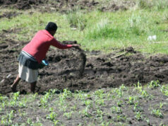 Agriculture / Engrais: Le chemin de croix des paysans togolais