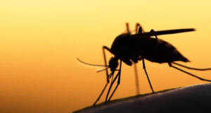 Paludisme : Test d’un traitement par anticorps