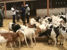 Togo / Direction de l’élevage : Magnimniwè Beleyi Sommé de Reverser environ 45 millions FCFA au Trésor Public