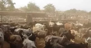 Togo / Fermeture du marché de bétail de Cinkassé: une économie locale asphyxiée