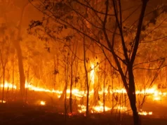 Togo / Feux de brousse: Maux récurrents d’extinction des espèces sauvages protégées Feux de brousse
