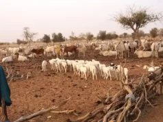 Togo: Dans les Savanes, les éleveurs résistent à la sécheresse Élevage, Région des Savanes, Togo