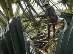 Kenya: Le bambou contre la déforestation ferme de bambou