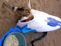 Togo: Retour humiliant au parti unique sous Faure Gnassingbé malgré le multipartisme Une chèvre habillée à l'effigie du premier ministre Faure Gnassingbé du RPT-UNIR | Archives: DR