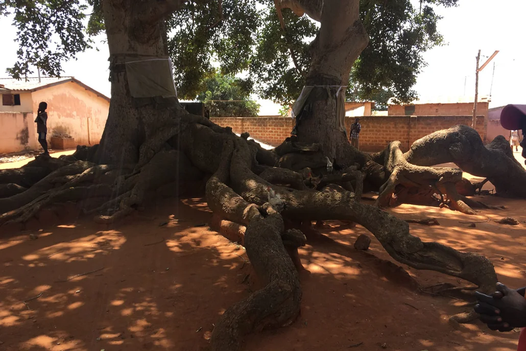 Arbres sacrés, Togoville, Togo | Photo Archives: DR