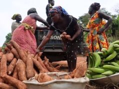 Ghana / Bonne Gouvernance: L’inflation atteint son plus bas niveau depuis 5 ans Des agriculteurs récoltent des cultures vivrières pour les transporter dans la communauté de Jema, dans la région du Nord-Ouest, au Ghana, le jeudi 11 septembre 2025 | Photo: AP