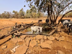 Togo / Savanes : «Quand cesse la pluie, débute la soif, ainsi meurent les animaux et les arbres » Dans le village de Nolbagou, les hommes et les bêtes boivent dans une même marre d’eau | Photo: Laabali