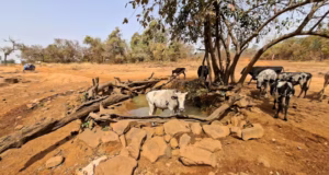 Togo / Savanes : «Quand cesse la pluie, débute la soif, ainsi meurent les animaux et les arbres » Dans le village de Nolbagou, les hommes et les bêtes boivent dans une même marre d’eau | Photo: Laabali