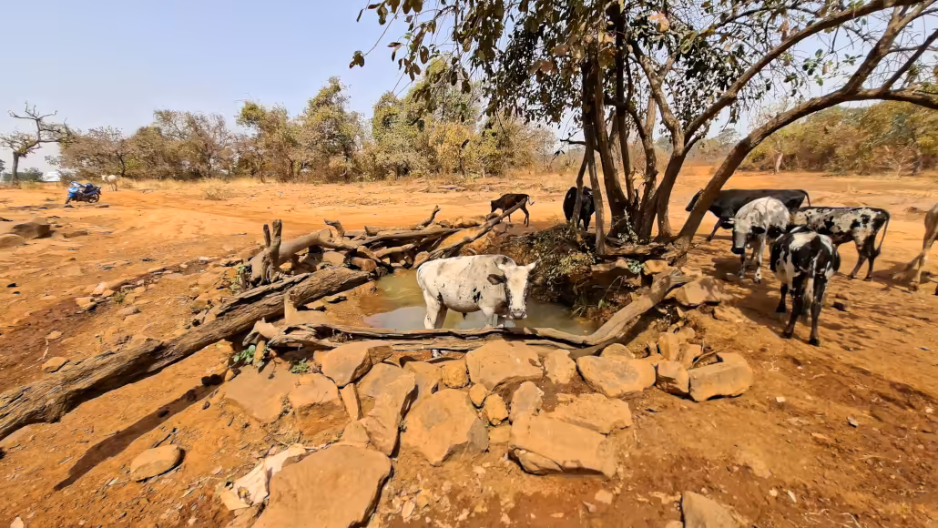 Dans le village de Nolbagou, les hommes et les bêtes boivent dans une même marre d’eau | Photo: Laabali