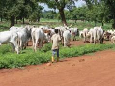 La Transhumance ou l’Impunité Organisée Contre les Paysans au Togo