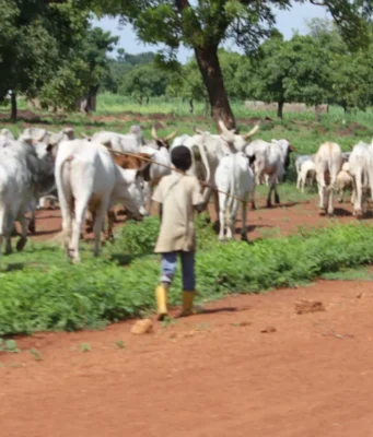 La Transhumance ou l’Impunité Organisée Contre les Paysans au Togo