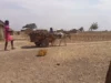 Togo: Alerte sur une insécurité alimentaire aigüe au nord du pays Village de Sanloaga, région des Savanes, Togo | Photo: Laabali.com