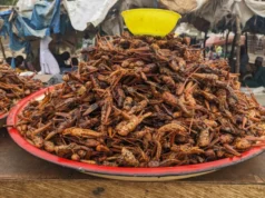 Nord du Cameroun: Les criquets ravageurs considérés de plus en plus comme une ressource alimentaire Les criquets sont devenus très prisés au Nord du Cameroun | Photo: Prosper Louabalbé Passah / Mongabay