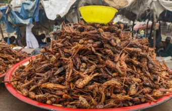 Nord du Cameroun: Les criquets ravageurs considérés de plus en plus comme une ressource alimentaire Les criquets sont devenus très prisés au Nord du Cameroun | Photo: Prosper Louabalbé Passah / Mongabay