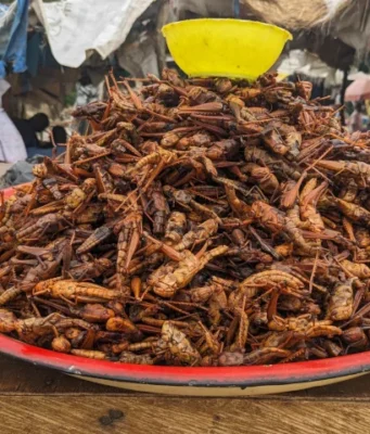 Nord du Cameroun: Les criquets ravageurs considérés de plus en plus comme une ressource alimentaire Les criquets sont devenus très prisés au Nord du Cameroun | Photo: Prosper Louabalbé Passah / Mongabay