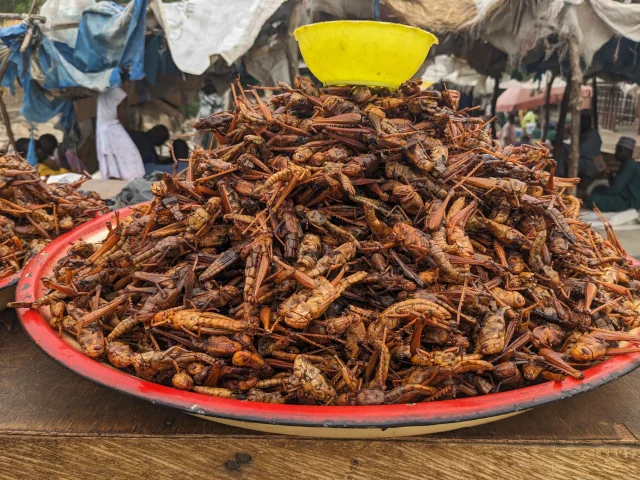 Les criquets sont devenus très prisés au Nord du Cameroun | Photo: Prosper Louabalbé Passah / Mongabay
