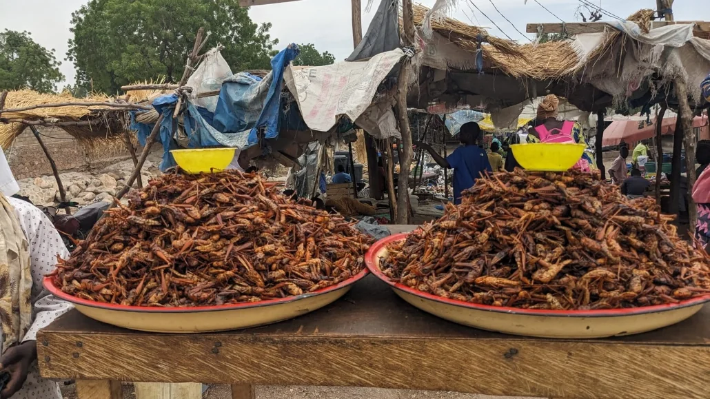 Au marché de Mora au Cameroun, les consommateurs de criquets sont continuellement servis | Photo: Prosper Louabalbé Passah / Mongabay