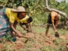 Togo / Agriculture: Le gouvernement satisfait des chiffres pendant que les Agriculteurs Broient du Noir Trois personnes labourent le champs | Photo: DR / Agrigold