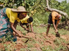 Togo / Agriculture: Le gouvernement satisfait des chiffres pendant que les Agriculteurs Broient du Noir Trois personnes labourent le champs | Photo: DR / Agrigold