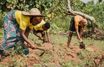 Togo / Agriculture: Le gouvernement satisfait des chiffres pendant que les Agriculteurs Broient du Noir Trois personnes labourent le champs | Photo: DR / Agrigold