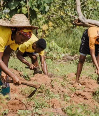 Togo / Agriculture: Le gouvernement satisfait des chiffres pendant que les Agriculteurs Broient du Noir Trois personnes labourent le champs | Photo: DR / Agrigold