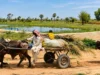 Niger: À Falki, le partage de l’eau s’adapte à une mare qui se vide Près de la digue de la mare de Falki, des charretiers traversant le couloir des éleveurs | Photo: Fanta Chamsou / Mongabay