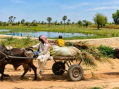 Niger: À Falki, le partage de l’eau s’adapte à une mare qui se vide Près de la digue de la mare de Falki, des charretiers traversant le couloir des éleveurs | Photo: Fanta Chamsou / Mongabay