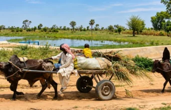 Niger: À Falki, le partage de l’eau s’adapte à une mare qui se vide Près de la digue de la mare de Falki, des charretiers traversant le couloir des éleveurs | Photo: Fanta Chamsou / Mongabay