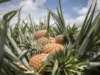 Togo / Canton de Gbatopé, Zio 1: Les producteurs d’ananas face aux retards de paiement ananas