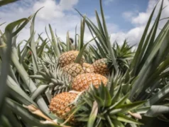 Togo / Canton de Gbatopé, Zio 1: Les producteurs d’ananas face aux retards de paiement ananas