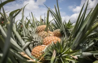 Togo / Canton de Gbatopé, Zio 1: Les producteurs d’ananas face aux retards de paiement ananas