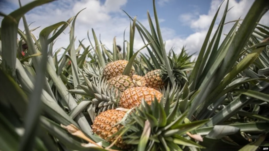 ananas